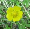 Potentilla reptans Mochna plazivá