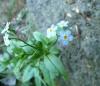 Myosotis Pomněnka