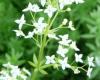 Galium Svízel