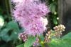 Spiraea Tavolník