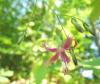 Prenanthes purpurea Věšenka nachová