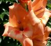 Iris Kosatec