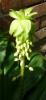 Eucomis bicolor Chocholatice