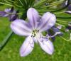 Agapanthus Kalokvět