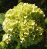 Hydrangea Hortenzie