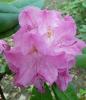 Rhododendron Rododendron, pěnišník