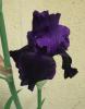 Iris Kosatec