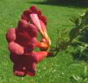 Campsis radicans Trubač kořenující