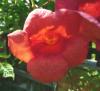 Campsis radicans Trubač kořenující