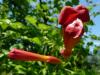 Campsis radicans Trubač kořenující