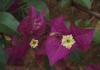 Bougainvillea Bugenvilea