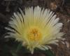 Carpobrotus edulis Kosmatcovník jedlý