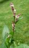 Persicaria maculosa Rdesno červivec