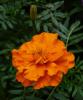Tagetes patula Afrikán, aksamitník
