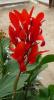 Canna indica Dosna