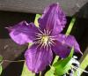 Clematis Plamének