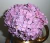 Hydrangea Hortenzie