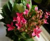 Kalanchoe blossfeldiana Kolopejka