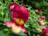 Nemesia Nemesie