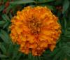 Tagetes erecta Afrikán, aksamitník