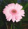 Gerbera Gerbera