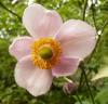 Anemone japonica Sasanka