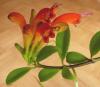 Aeschynanthus speciosus Aeschynantus