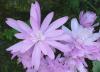 Colchicum Ocún