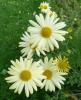 Chrysanthemum Chryzantéma