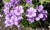 Phlox Flox