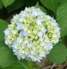 Hydrangea Hortenzie