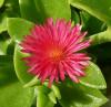 Aptenia cordifolia Apténie srdčitá
