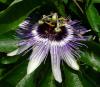 Passiflora caerulea Mučenka