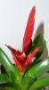 Vriesea poelmannii 