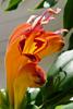 Aeschynanthus speciosus Eschynantus
