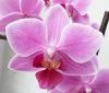 Phalaenopsis 