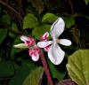 Begonia Begonie