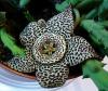 Stapelia variegata Smrdutka, stapélie
