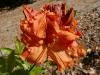 Rhododendron Azalka