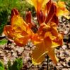 Rhododendron Azalka