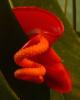 Anthurium Toulitka