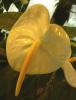 Anthurium andreanum - White Elisabeth Toulitka