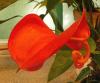 Anthurium cultorum - Robino Toulitka