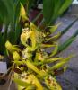 Brassia juninensis 
