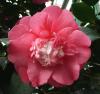 Camelica japonica cv. Chandleri elegans Kamélie
