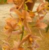 Cymbidium 
