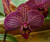 Phalaenopsis 