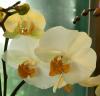 Phalaenopsis 