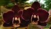 Phalaenopsis - \'Elegant Debora\' 