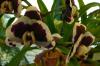 Phalaenopsis 
